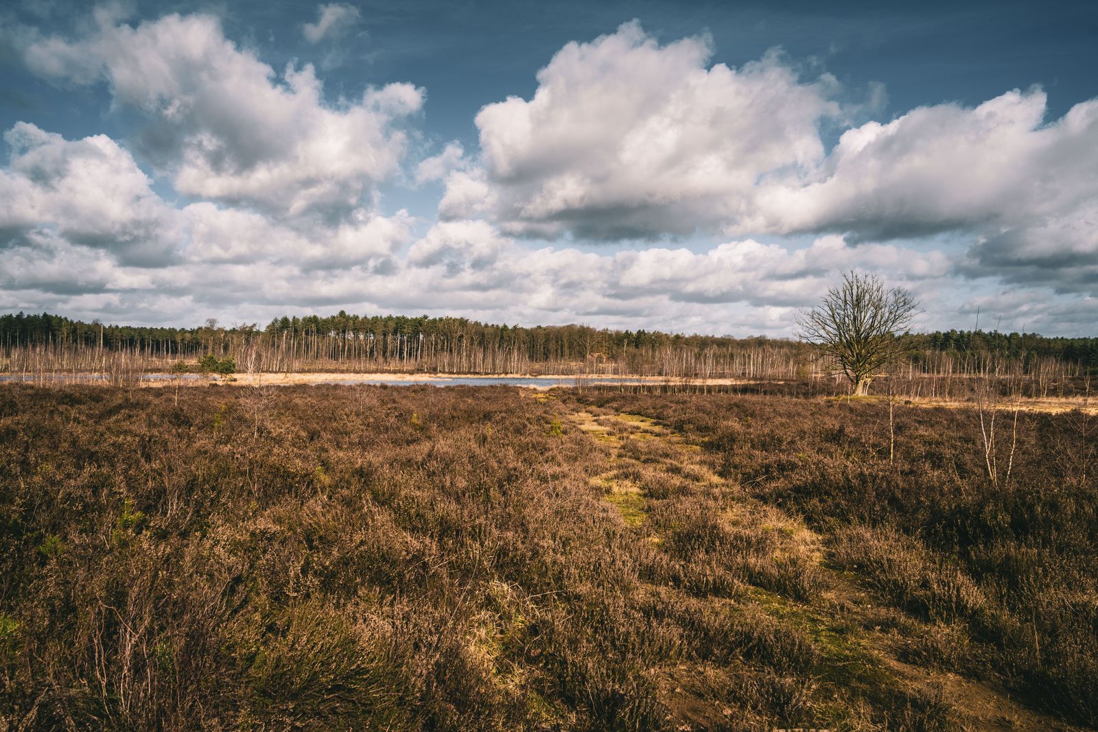 Veld onder een bewolkte lucht in een landelijk gebied