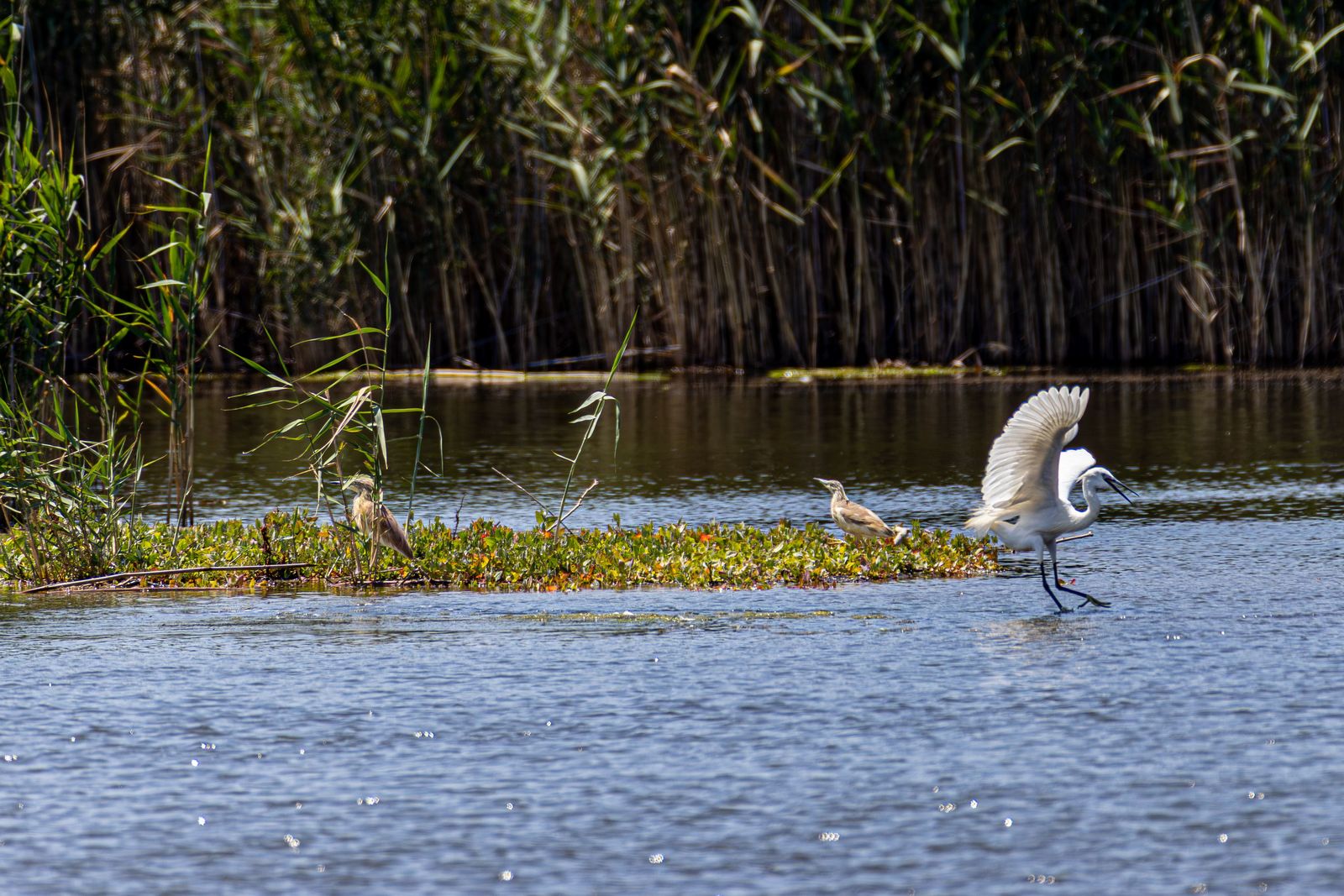 Vogels in een rustig wetlandgebied met riet, een beschermd Natura 2000-gebied