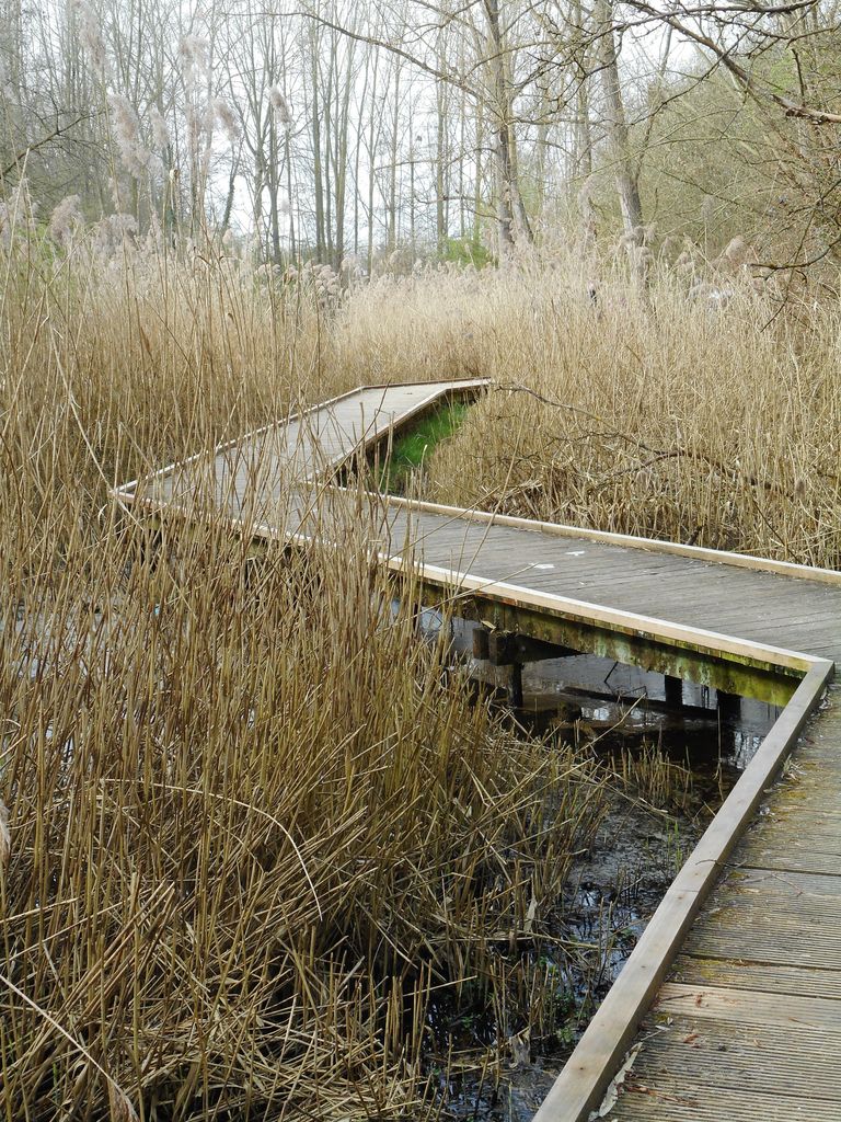 Houten vlonderpad door een rietmoeras in een Nederlands natuurgebied
