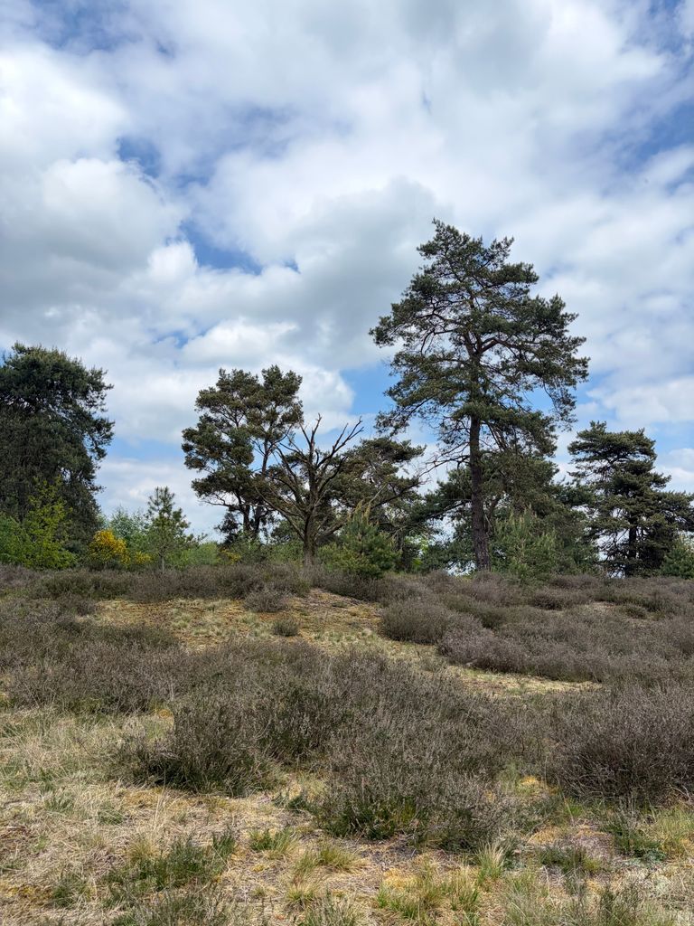 Nederlands landschap met dennenbomen onder een bewolkte lucht in een Natura 2000-gebied