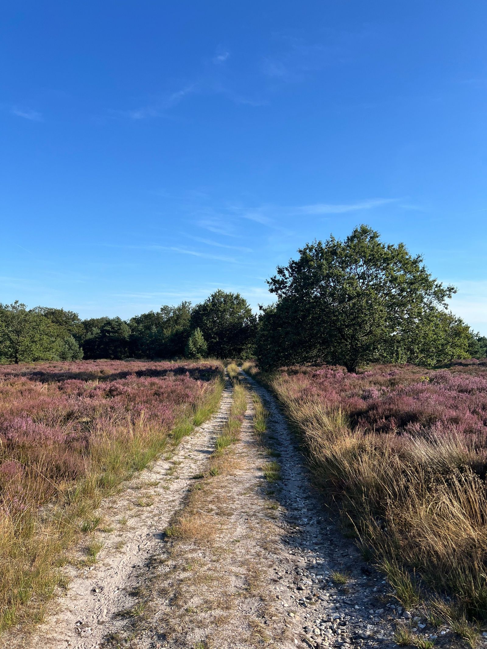 Heidelandschap met een pad, symbool voor een Natura 2000-gebied