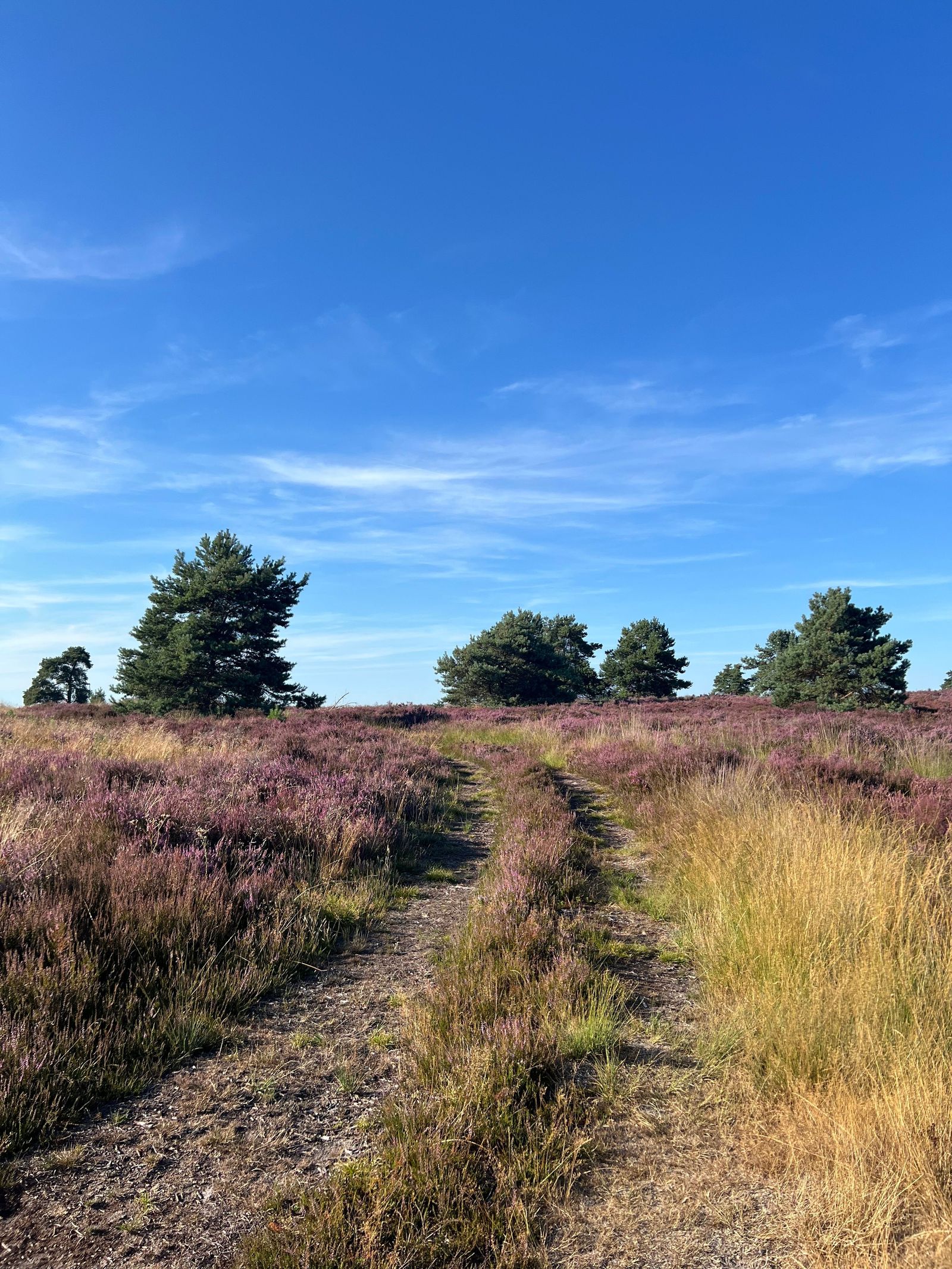 Pad door een heidegebied in een Nederlands natuurgebied
