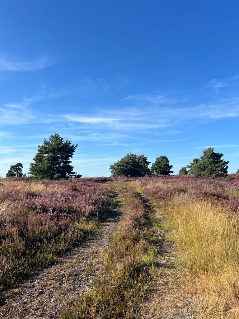 Pad door een heidegebied in een Nederlands natuurgebied