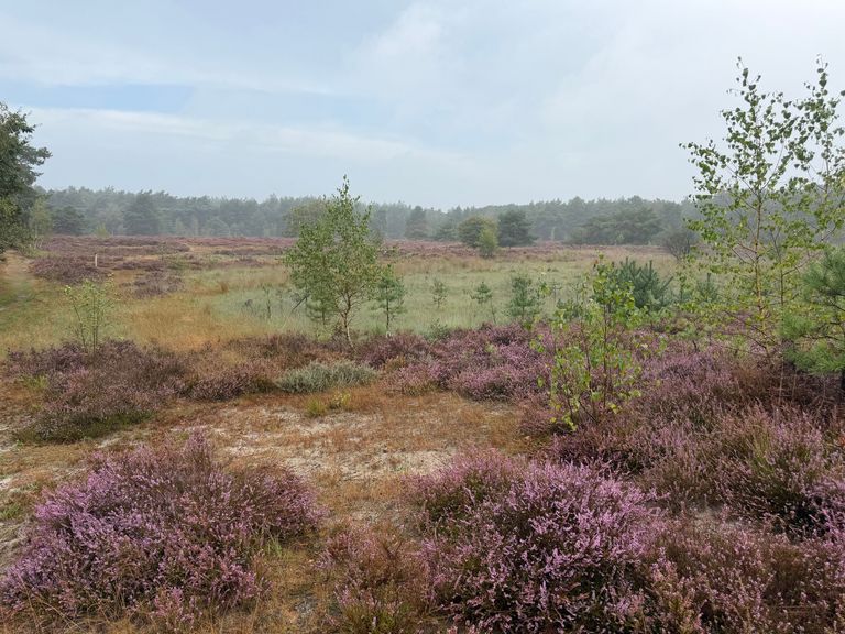 Paars bloeiende heide in een Nederlands natuurgebied
