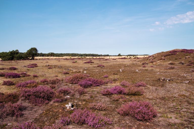 Heideveld met bloeiende paarse heide in een Natura 2000-gebied onder een blauwe lucht