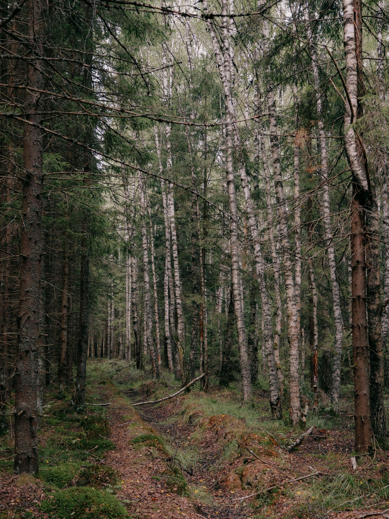 Wandelpad door een bos in het groen